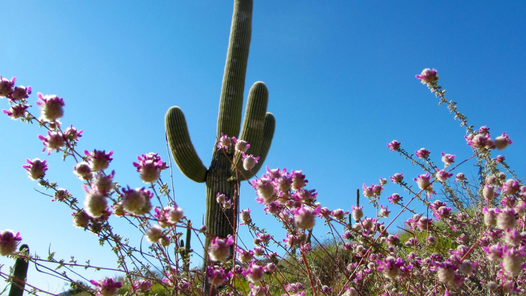 Tucson weather: Overnight showers leads to much cooler temperatures